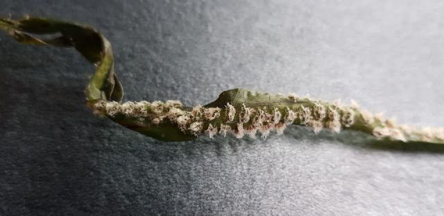 Epifita su Posidonia